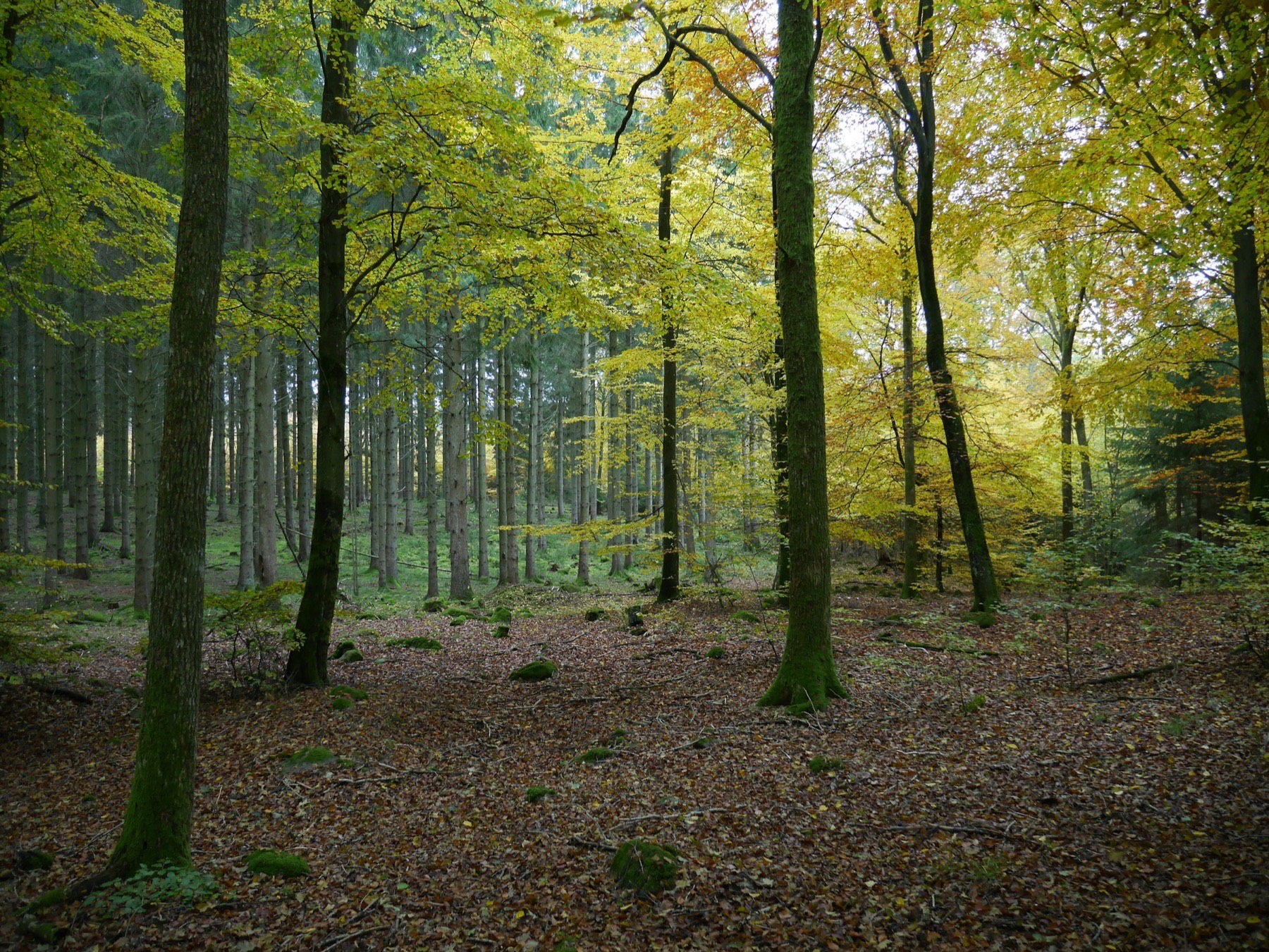 Bokskog