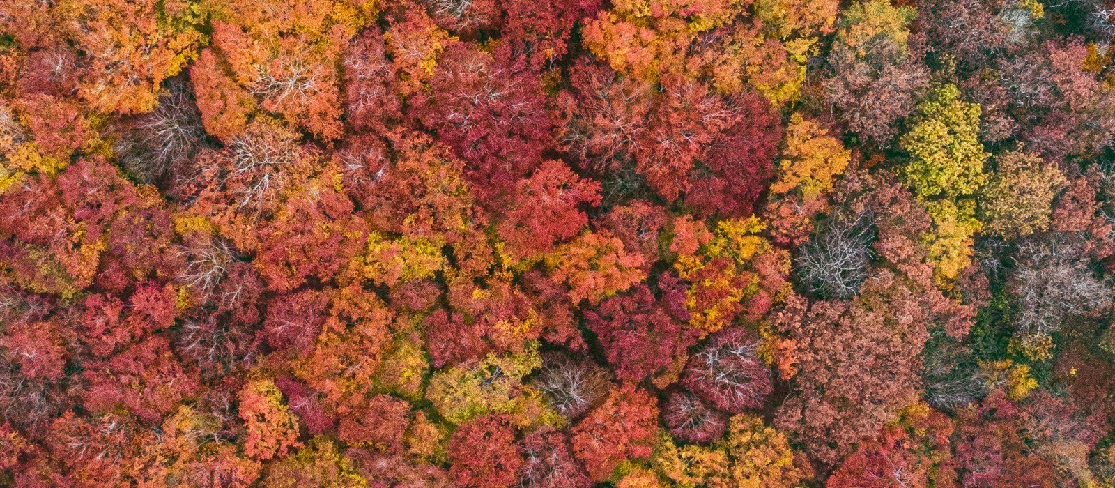 Höstskog uppifrån
